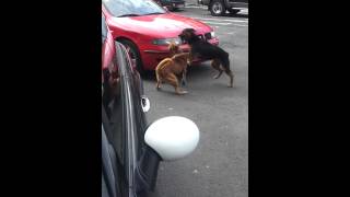 Combat de chien rue frebault face de chez dmz23 v3 [upl. by Ahern]