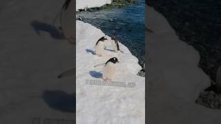 How do penguins stay warm in cold temperatures penguin animalfacts shorts [upl. by Etterrag]