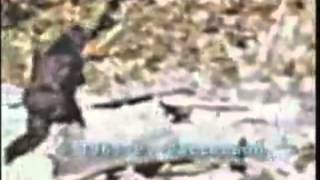 Bigfoot caught on tape Patterson footage stabilized [upl. by Beaulieu]