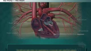 Structure of Human Heart — External Features [upl. by Niwdog]