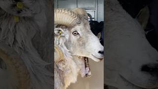 81yearold man sentenced for cloning giant sheep and breeding it [upl. by Notsirb]