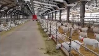 Top class pure saanen milking goats  Modern goat farming business model [upl. by Melesa]