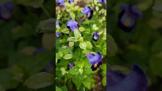 torenia or wishbone flower shorts youtubeshorts torenia flowers [upl. by Linehan228]