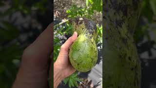 Soursop Tree Ripe ✅ fruit harvest asmr [upl. by Henrique]