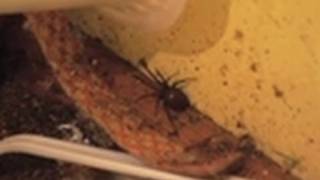 Black Widow Spiders Inside Home  Hoarding  Buried Alive [upl. by Millburn856]