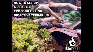 How to setup a Crocodile Skink Bioactive terrarium SelfCleaningSelfMaintaining wRobyn of TRR [upl. by Yadnus]