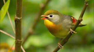 Ruiseñor del Japón Leiothrix lutea Canto [upl. by Nagaem]