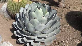 AGAVE GALLERY Agave Parryi var Truncata  Up Close [upl. by Neeruan660]