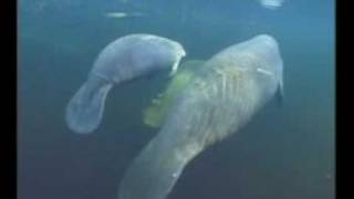 Manatee Video  1 [upl. by Kassaraba]