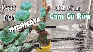 Repot HOYA IMBRICATA ENG SUB  Cách trồng cẩm cù rùa [upl. by Asile]