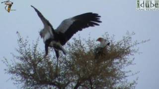 Secretary Birds [upl. by Bendicty]