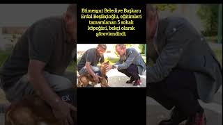 ETİMESGUT BELEDİYESİNDEN YENİ PROJE 5 SOKAK KÖPEĞİ BEKÇİ OLDU [upl. by Ainola]