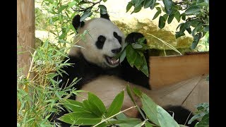 Pandas in Ouwehands Dierenpark [upl. by Elleinet]