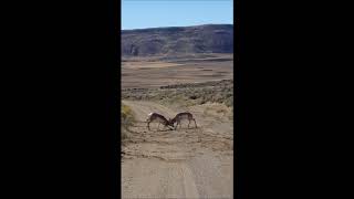 Wyoming pronghorn antelope bucks fight zornes 2017 [upl. by Ardath]