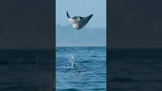 A stingray jumping out of water [upl. by Sadler]