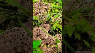 Sarcodon mushrooms wildlife wild nature amazing walk forest [upl. by Cutcliffe]