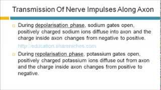 Transmission Of Nerve Impulses Along Axon  Resting Depolarisation Repolarisation [upl. by Nerrual]