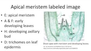 Stem internal organization part 1 apical meristems [upl. by Kenney623]