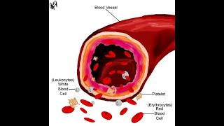 Blood Physiology Introduction about the blood amp Plasma protein شرح فسيولوجي الدم و البلازما بروتين [upl. by Retsub]