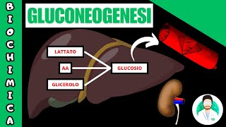 GLUCONEOGENESI [upl. by Inasah]