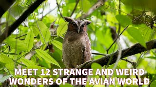 Wild birds channel  12 Strange and Weird wonders of the avian World [upl. by Olen]