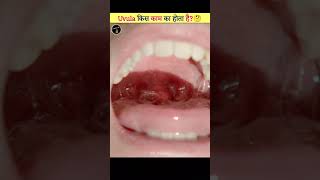 Uvula कैसे काम करता है  How Uvula Works  shorts viral [upl. by Jermayne]