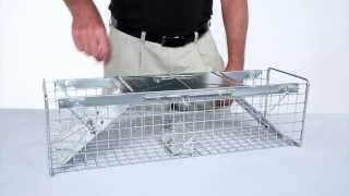 How to Set Havahart® Medium 2Door Trap Model 1030 for Mink Large Squirrels amp Rabbits [upl. by Nies]