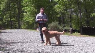 Fitz  Goldendoodle Puppy Training [upl. by Aileahcim913]