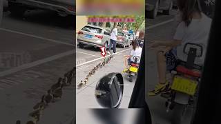 Man Followed Home After Saving Duckling shortsvideo [upl. by Robin62]