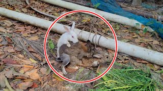 Rabbit scream  Pet Rabbit Meets Wild Rabbit For the First Time Two different species [upl. by Air677]