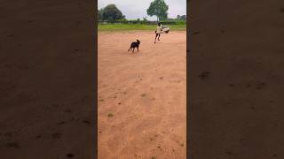 German Shepherd germanshepherd pitbullfacts dogtraining dog pets gsd [upl. by Ecniv837]