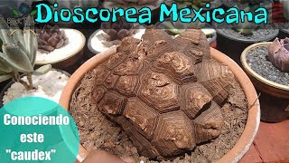 DIOSCOREA MEXICANA El caparazón de tortuga [upl. by Wolgast]