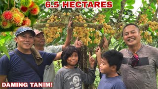 65 HECTARES FARM LANSONES AT RAMBUTAN TREES atbp  Biyaherong Batangueño [upl. by Graig809]