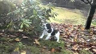 English Springer Spaniel puppies Kull E  video 7 [upl. by Conal797]