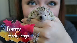 Tenrecs vs Hedgehogs  How Different Are They Really [upl. by Riehl]