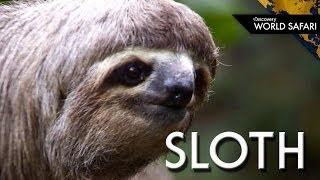 Even Two Toed Sloths Have Three Toes [upl. by Yemorej872]