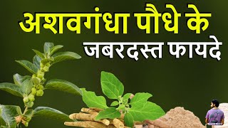 अशवगंधा के अद्भुत फायदे। Benefits Of Indian Powerful Herb Ashavgandha [upl. by Ecinahc]