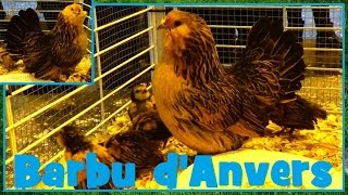 Barbu dAnvers  Gallus gallus domesticus  Poule  Salon de lAgriculture 2016  04032016 [upl. by Nevart129]