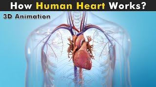 Human Heart Anatomy And Physiology  How Human Heart works 3D Animation [upl. by Otsuj]