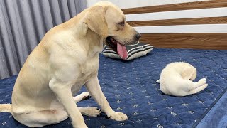 Labrador Retriever Meets Puppy Just Like Him for The First Time [upl. by Acenom391]