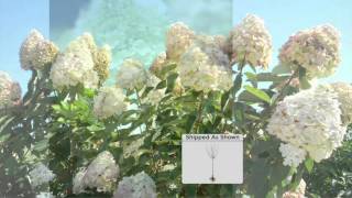 Cottage Farms 1piece Limelight Tree Hydrangea on QVC [upl. by Andryc]