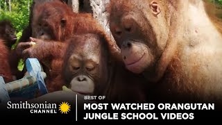 Most Watched Orangutan Jungle School Videos 🥺 Smithsonian Channel [upl. by Colette]