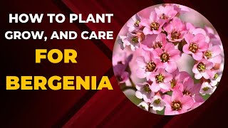 How to Plant Grow and Care for Bergenia [upl. by Hildick]