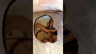 The snake was in the abandoned TV then they rescued Part2 rescue [upl. by Milla]