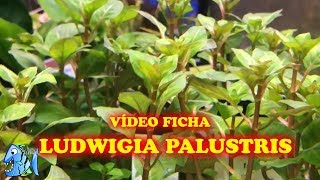 FICHA TÉCNICA PLANTA ACUATICA LUDWIGIA PALUSTRIS [upl. by Nomis974]