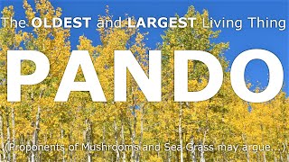 The Largest and Oldest Living Thing in the World PANDO the Quaking Aspen [upl. by Zetnauq41]