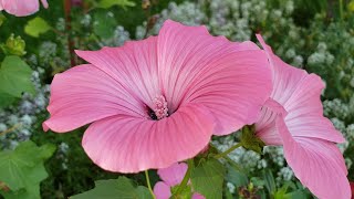 Enjoy Beautiful Flower  Lavatera [upl. by Emolas783]