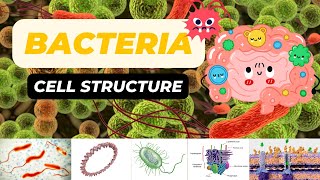 Bacterial Cell Structure [upl. by Reyotal]