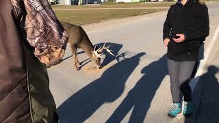 Anticosti Island Large buck in the village of Port Menier Anticosti [upl. by Alamak60]