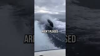 Man Fined for Trying To Body Slam Whale [upl. by Ahtilat]